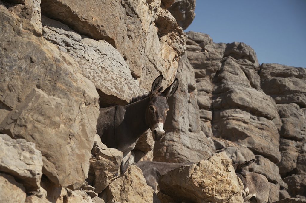 wadi shah hike ras al khaimah uae