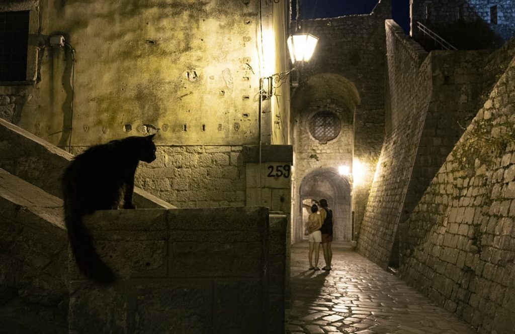 cats of kotor at night- montenegro road trip itinerary