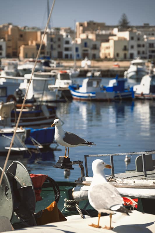 favignana sicily seagulls