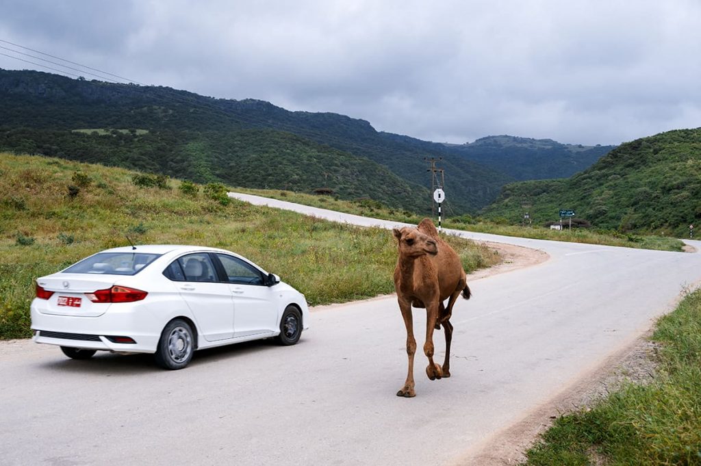 Dubai to Salalah Road Trip Planner- Salalah by car, camel strolling on the road