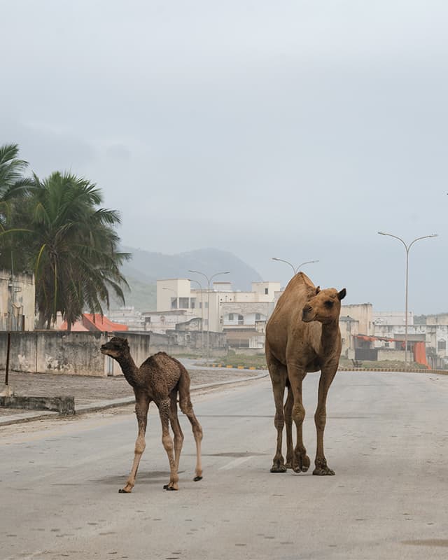 Dubai to Salalah Road Trip Planner- salalah by car, camels on the roads of the city