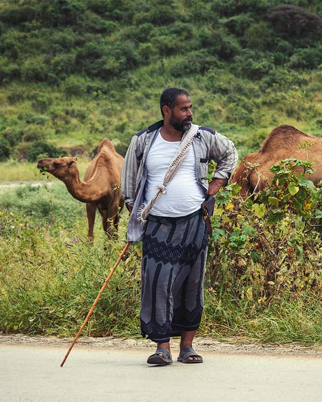 Salalah itinerary: herdsman with his camels