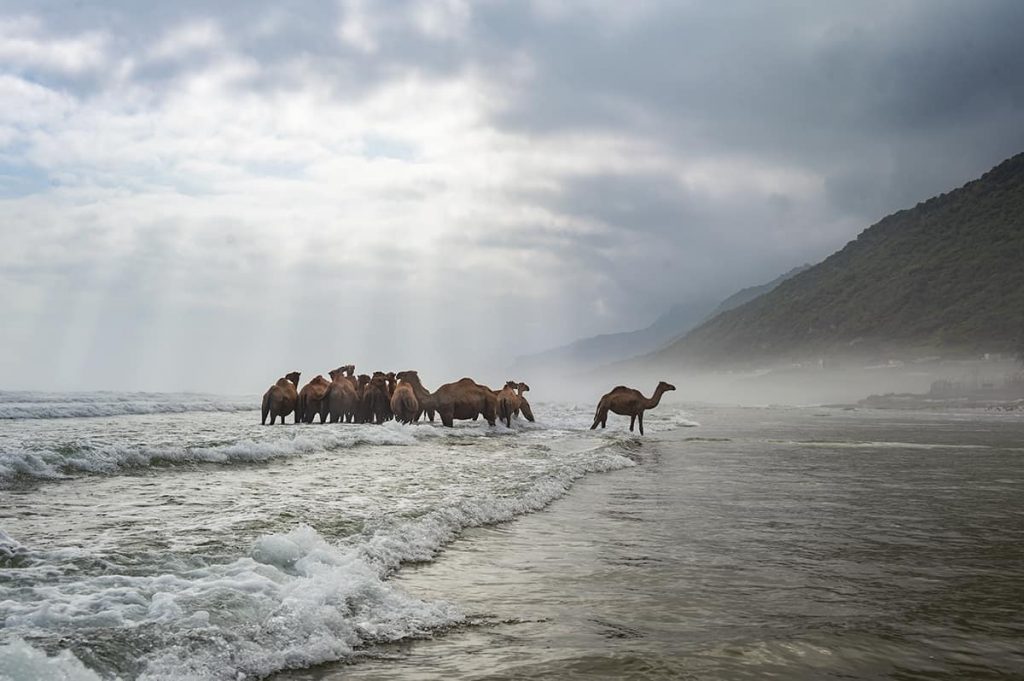 Salalah itinerary and things to do in salalah: camels in the water in dhalkut village