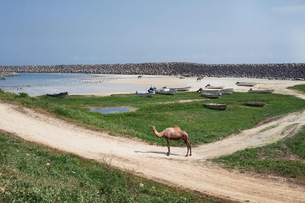 Salalah itinerary and things to do in salalah: camels and fishing boats in Dhofar