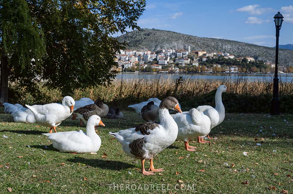 Travel guide to Kastoria, Greece: ducks chilling on the grass