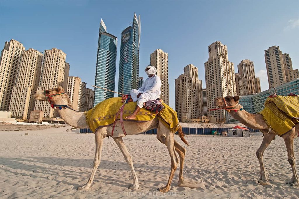 camels on jbr beach- dubai 7 day itinerary