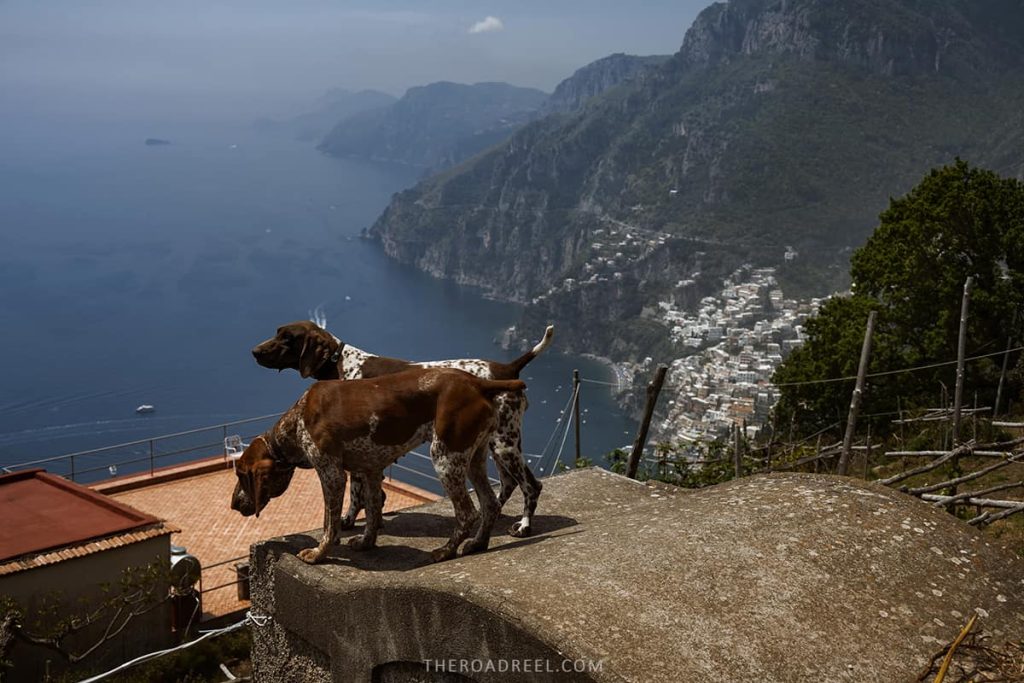 dogs in nocelle with positano in the background